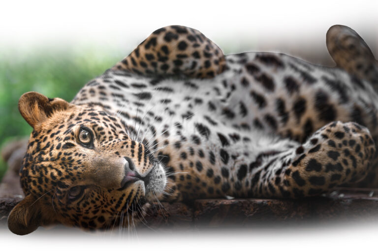 Sri Lanka Tailor Made Tours by Lanka Safe Tours
